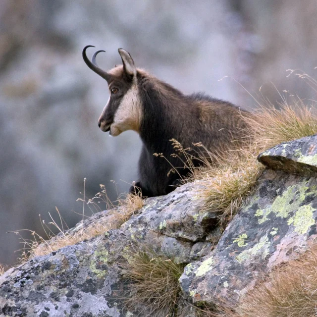 Binocolo e zaino per avvistamento animali