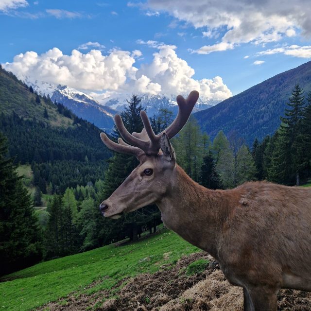 Cervo maschio con velluto