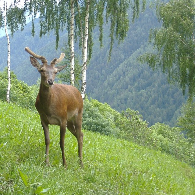 Cervo maschio con corna imponenti tra gli alberi