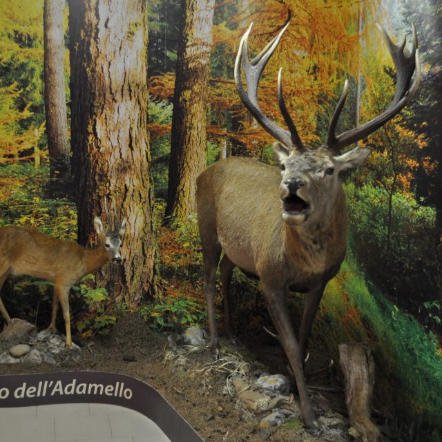 Diorama Capriolo e Cervo