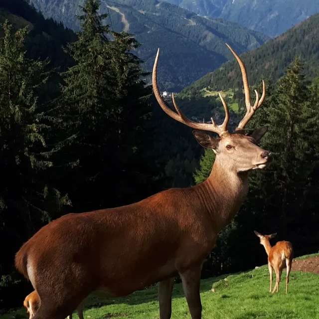 Esposizione fauna alpina in riserva
