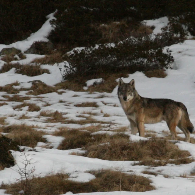 Tracce del lupo e altri animali