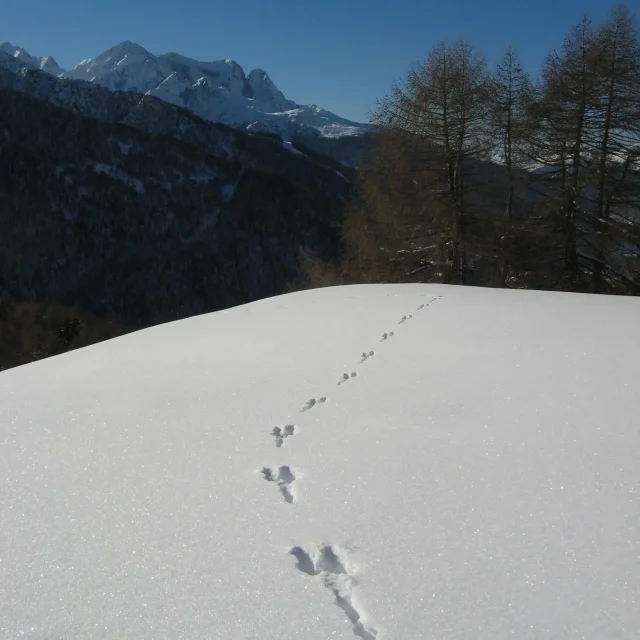 Escursione invernale con ciaspole e tracce animali