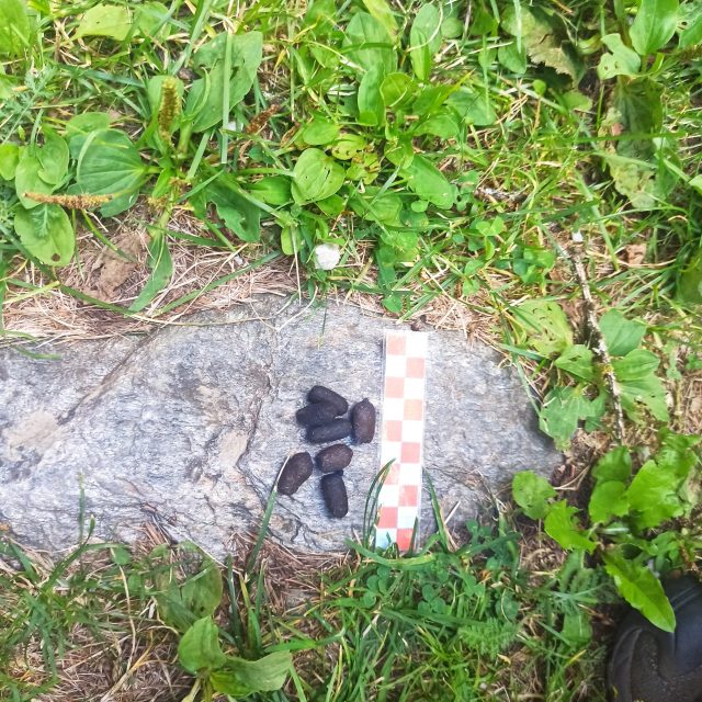 Tracce animali Valle Camonica