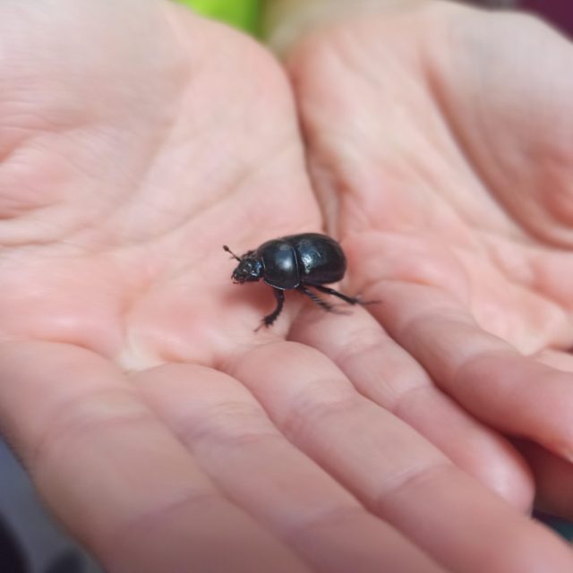 Bambini con lente d'ingrandimento osservano insetti nel bosco
