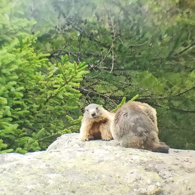 Marmotta curiosa tra l’erba verde