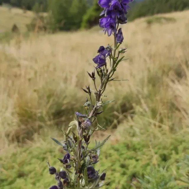 Identificazione piante velenose in montagna