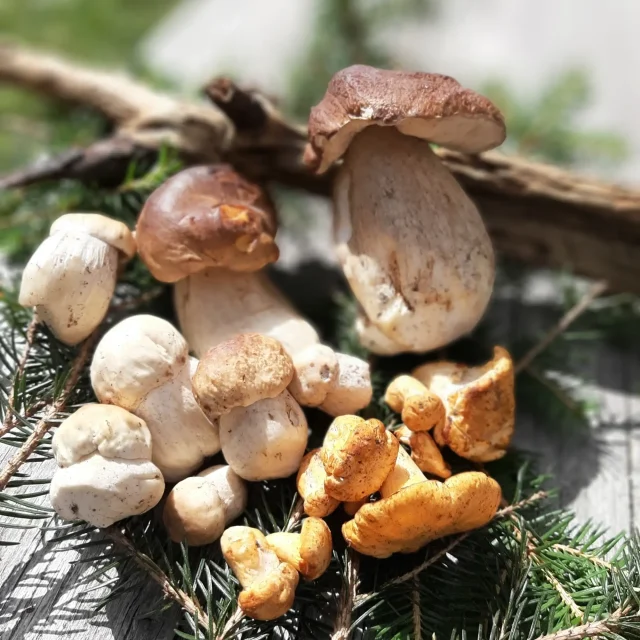 Escursione alla ricerca dei funghi