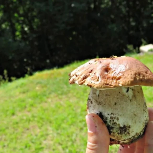 Funghi nel sottobosco della Valle Camonica