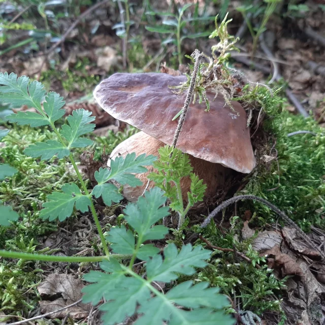 Raccolta funghi nei boschi della Valle Camonica