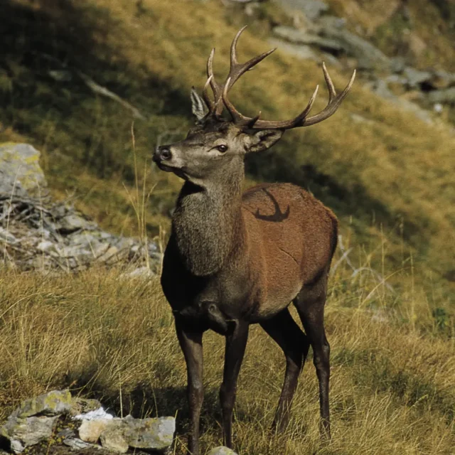 Bramito dei cervi nella Valle Camonica