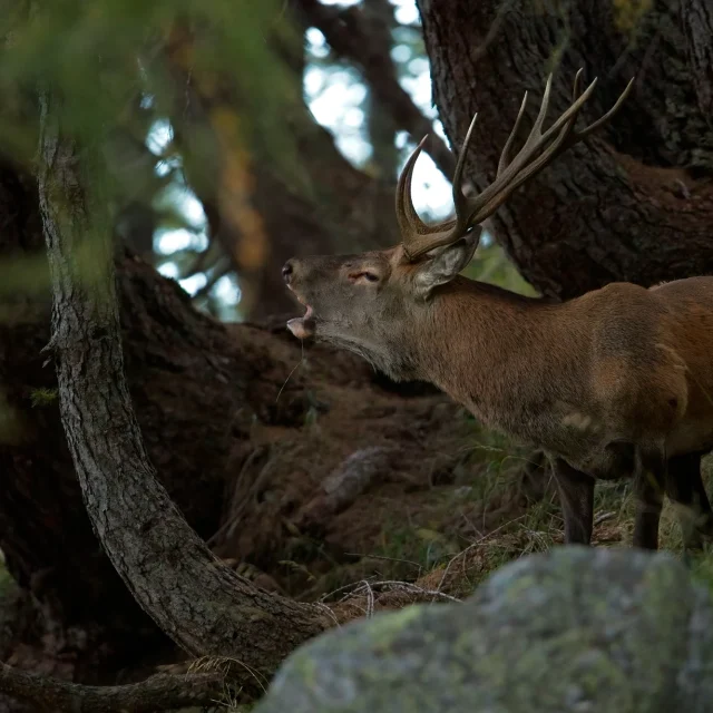 Cervo maschio in foresta