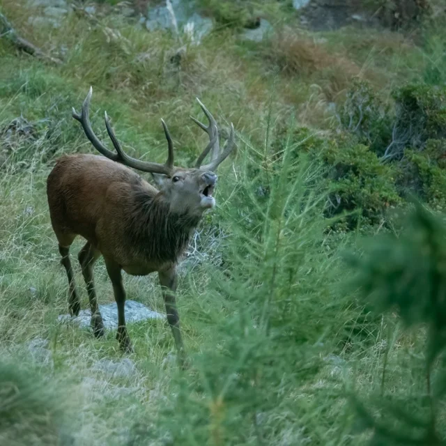 Cervo nel suo habitat naturale