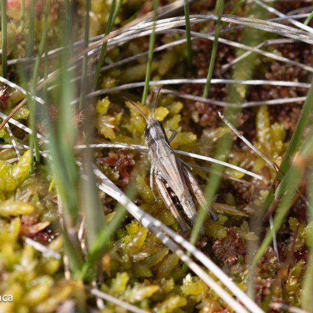Primo piano di un grillo nel suo habitat naturale