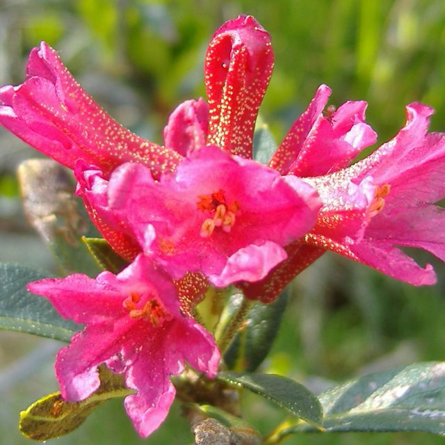 Rododendro