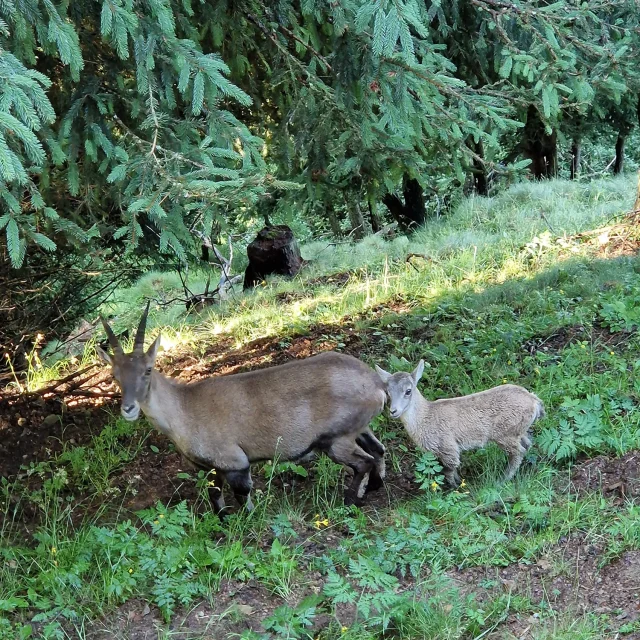 Stambecco femmina con cucciolo nella Valle Camonica