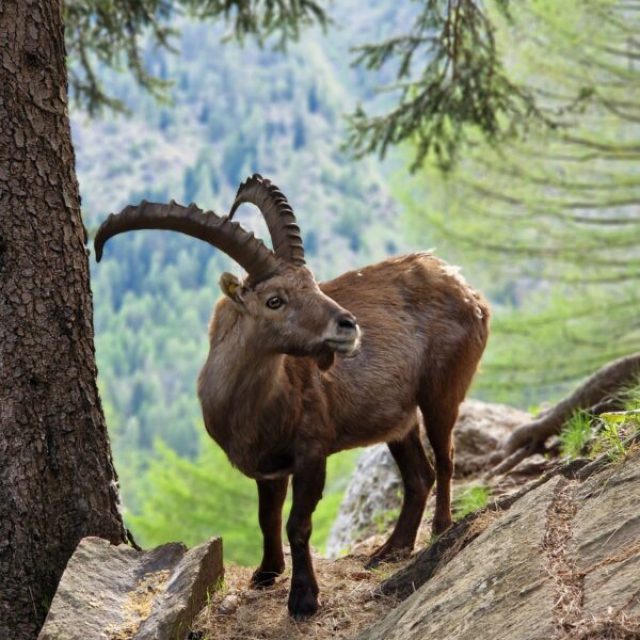 Cervo maschio con velluto nelle Alpi lombarde
