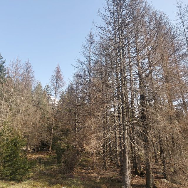 bosco bostrico mario tevini