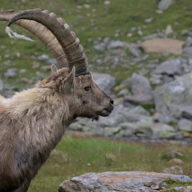 Cervo che bramisce tra i boschi della Valle Camonica