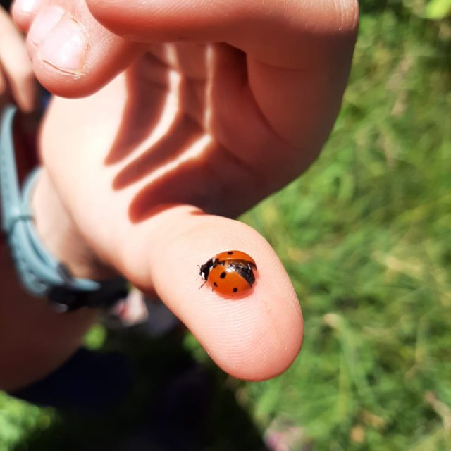 Coccinella rossa con macchie nere su foglia verde brillante