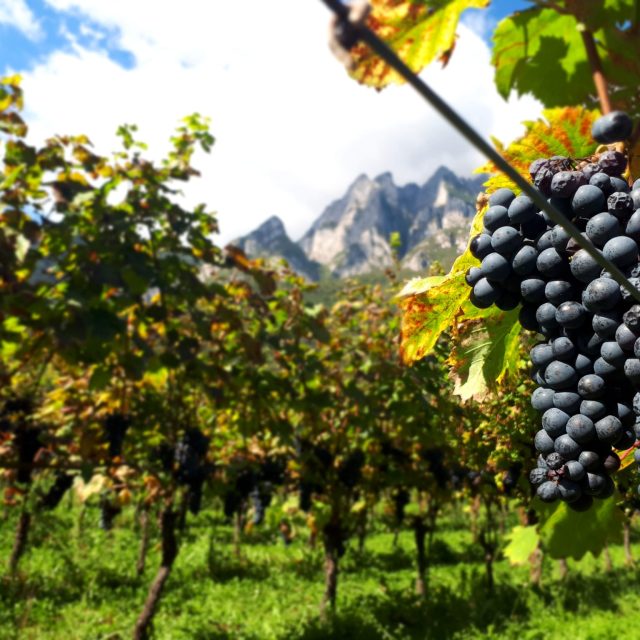 ebf6c7ec-c829-4f69-84cc-e5bdee0d4542