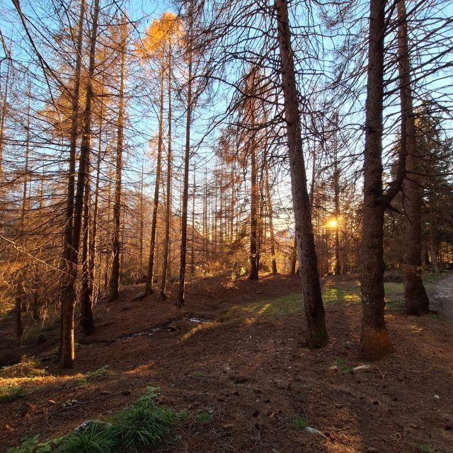 foto bostrico bosco tevini mario