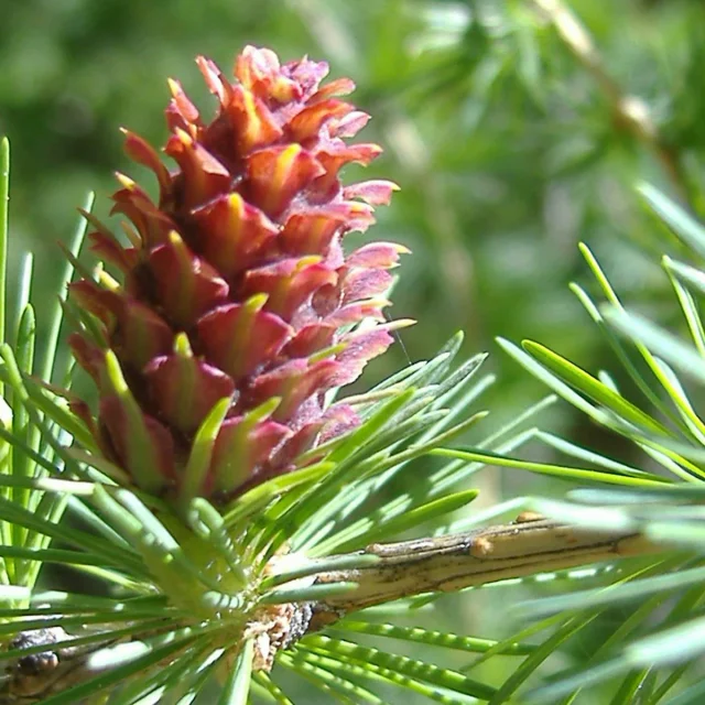 Dettaglio di un larice in fiore nella Valle Camonica