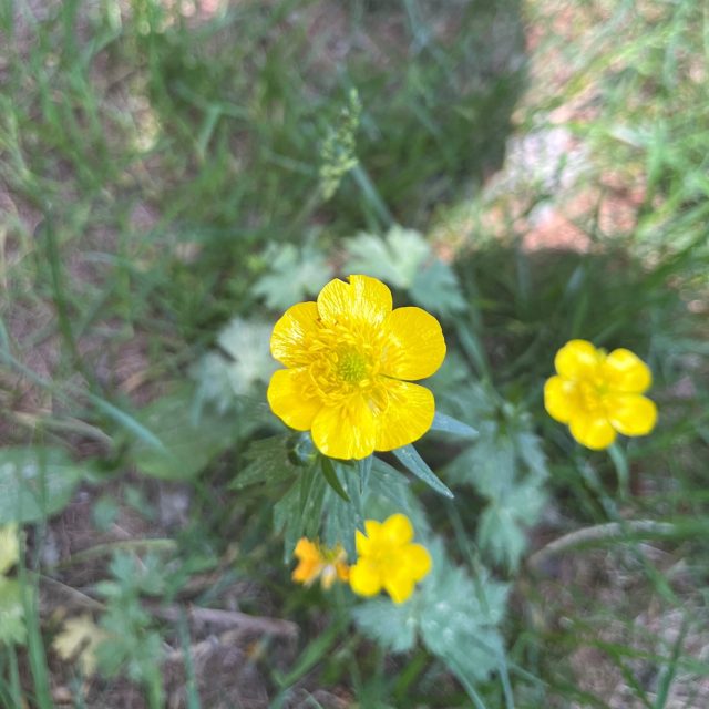 ranuncolo