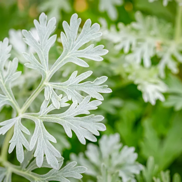 Dettaglio delle foglie argento-verdi di Artemisia absinthium, pianta di assenzio