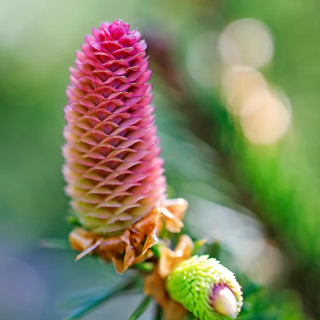 Giovane cono femminile di abete con squame rosa aperte, pronto per il rilascio del polline