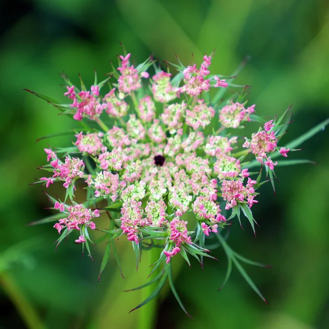 Paesaggio forestale alpino nella Valle Camonica
